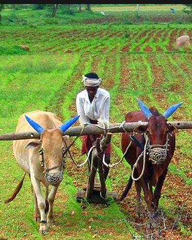 राज्यात केवळ 13 टक्के क्षेत्रावरच खरीपाची पेरणी झाली आहे