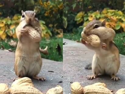 Video of Squirrel struggling to break groundnuts goes  viral Viral Video: ”அண்ணே.. இத எப்படிண்ணே கடிக்குறது..” : கடலையை கடிக்கும் அணில்.. ட்ரெண்டான க்யூட் வீடியோ