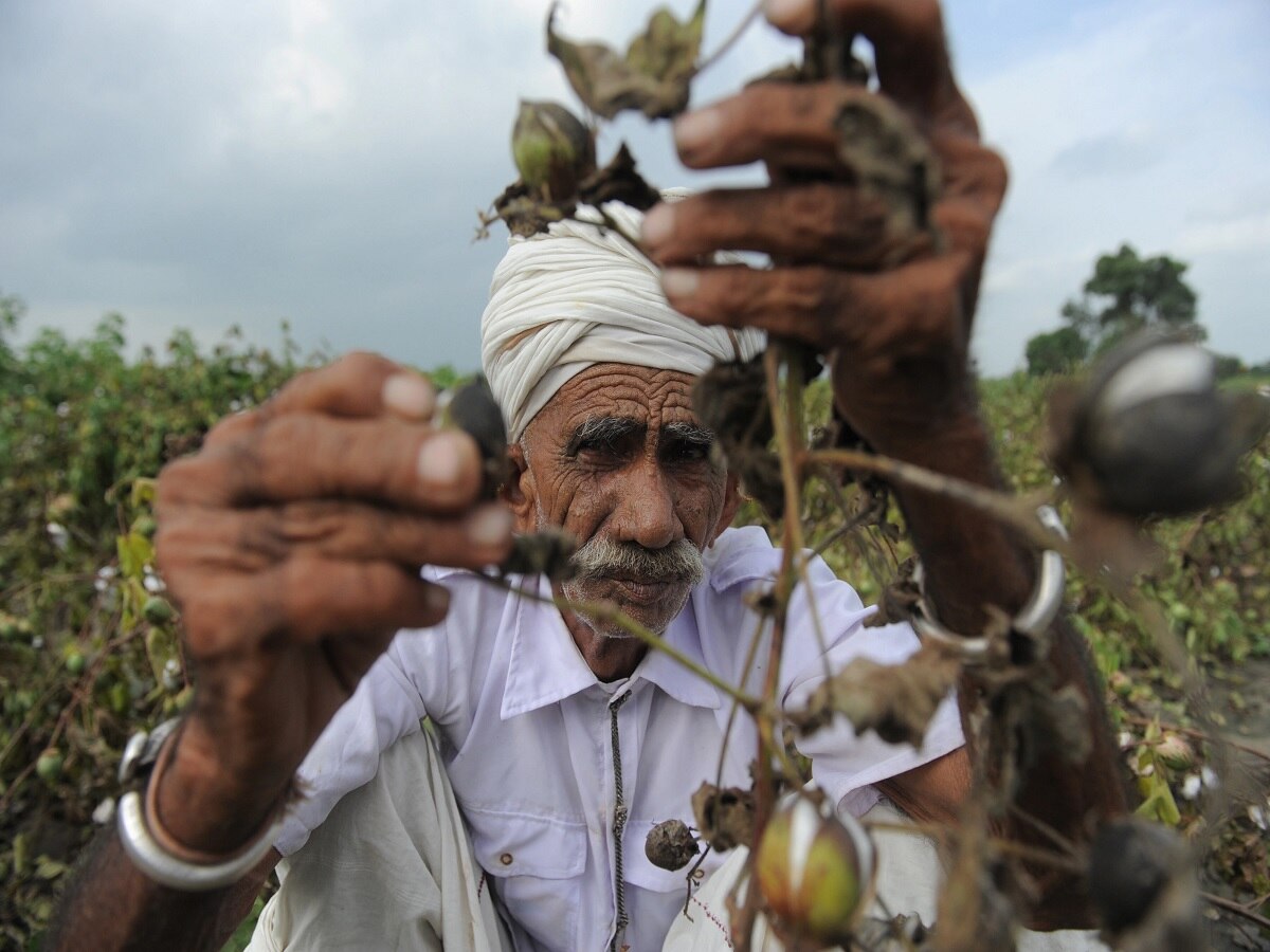 Cotton Farming: ગુજરાતમાં કપાસની ખેતી કરતાં ખેડૂતો માટે કામના સમાચાર, ગુલાબી ઈયળ અને સફેદ માખીના નિયંત્રણ માટે લો આ પગલા