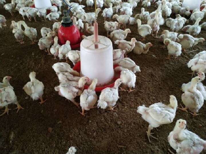 Poultry Farming: कहीं बीमारियों का घर न बन जाए पोल्ट्री फार्म, इस तरीके से करें मुर्गियों की देखभाल