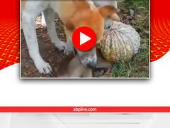 Watch: कद्दू में फंसे छोटे बंदर की मदद करते कुत्ते का वीडियो वायरल, देखिए यूजर्स को क्यों आया गुस्सा