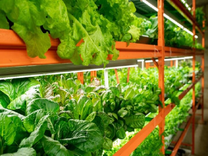 Vertical Farming: स्मार्ट खेती करना कोई इजराइल से सीखे, जमीन-आसमान तो छोड़िये, दीवारों पर भी उगा लेते हैं सब्जियां