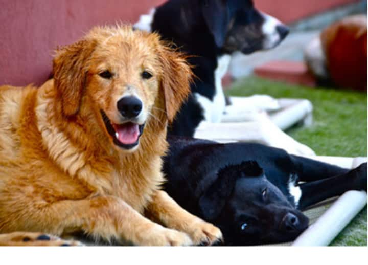 Uttar Pradesh Dog resort will be built for pet dogs in Greater Noida ANN Dogs Resort In Greater Noida: ग्रेटर नोएडा में पालतू डॉग्स के लिए बनाया जाएगा रिसॉर्ट, जन्मदिन मनाने के साथ होगी डे बोर्डिंग की सुविधा