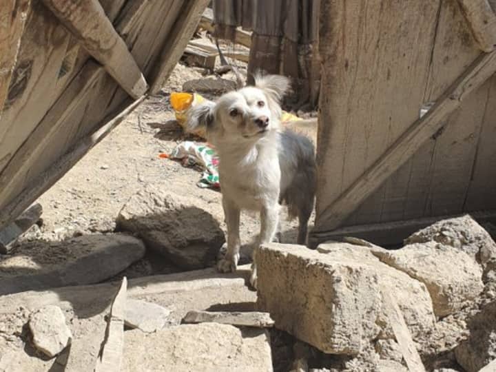 Afghanistan Quake Pet Dog Searches For Loved Ones Lost In,photo Leaves Netizens Emotional