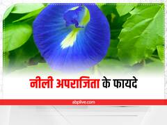 Aparajita Plant benefit: घर में यहां लगाएं 'धन की बेल', जैसे-जैसे बढ़ेगी मिलते जाएंगे ये 3 फायदे