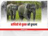 Jharkhand में हाथियों का आतंक, चाईबासा में युवक को कुचला, दहशत में ग्रामीण
