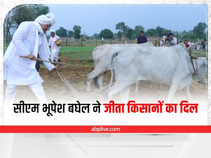 Koriya CM Bhupesh Baghel sowing paddy plowing field in Chhattisgarh ANN Koriya News: एक बार फिर दिखा सीएम भूपेश बघेल का अनोखा अंदाज, देखते रह गए आईजी, एसपी और कलेक्टर