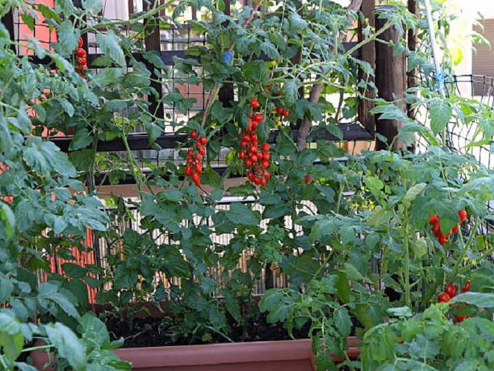 Urban Farming: छोटी-सी बगिया में उगेंगी अलग-अलग सब्जियां, कम जगह में गार्डनिंग के लिये आसान तरीके