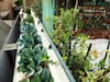 Urban Farming: छोटी-सी बगिया में उगेंगी अलग-अलग सब्जियां, कम जगह में गार्डनिंग के लिये आसान तरीके