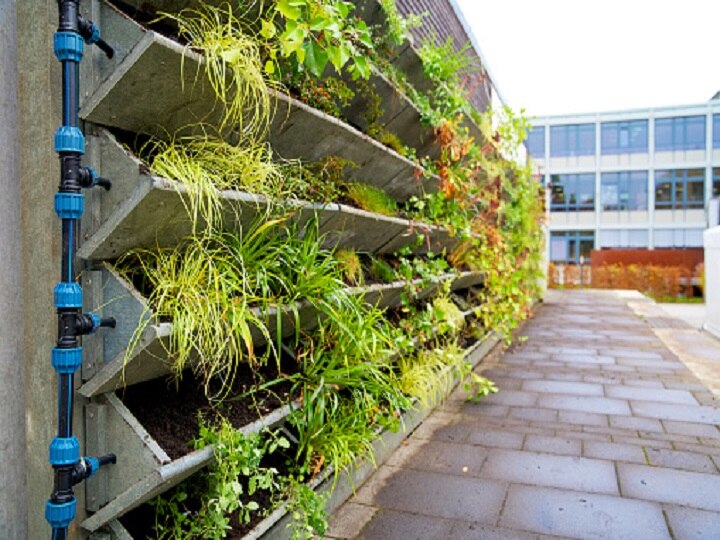 Vertical Farming: स्मार्ट खेती करना कोई इजराइल से सीखे, जमीन-आसमान तो छोड़िये, दीवारों पर भी उगा लेते हैं सब्जियां