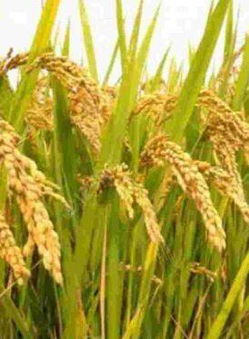 जाणून घ्या 'सह्याद्री पंचमुखी' या तांदळाच्या वाणाबद्दल