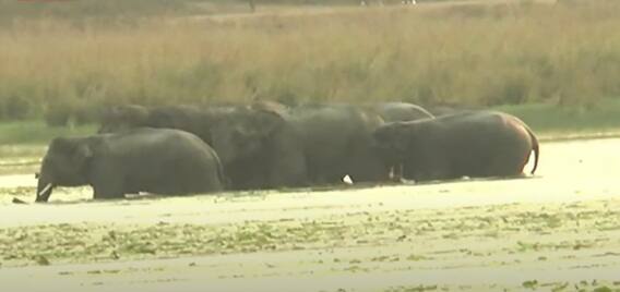 Srikakulam DFO Narentheran : వన్యప్రాణులు కనిపిస్తే వాటిని భయపెట్టకండి | ABP Desam