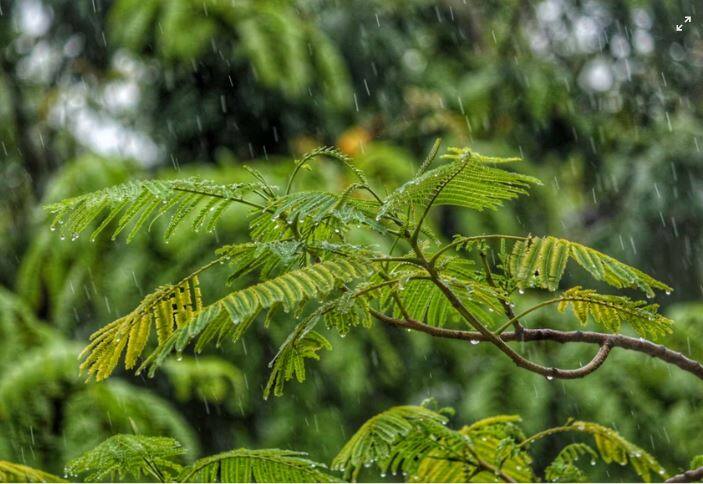 ਓਧਰ ਦਿੱਲੀ ਵਿੱਚ ਅੱਜ ਜਾਂ ਕੱਲ੍ਹ ਮਾਨਸੂਨ ਦੇ ਸ਼ੁਰੂ ਹੋਣ ਦੀ ਵੀ ਸੰਭਾਵਨਾ ਹੈ। ਮੌਸਮ ਵਿਭਾਗ ਨੇ ਭਵਿੱਖਬਾਣੀ ਕੀਤੀ ਹੈ ਕਿ ਮਾਨਸੂਨ 30 ਜੂਨ ਜਾਂ 1 ਜੁਲਾਈ ਨੂੰ ਦਿੱਲੀ ਵਿੱਚ ਆ ਸਕਦਾ ਹੈ। ਅੱਜ ਸਵੇਰੇ ਹੋਈ ਬਾਰਿਸ਼ ਤੋਂ ਬਾਅਦ ਹੁਣ ਸਵਾਲ ਉੱਠ ਰਹੇ ਹਨ ਕਿ ਕੀ ਮੌਸਮ ਵਿਭਾਗ ਦੀ ਇਹ ਭਵਿੱਖਬਾਣੀ ਸਹੀ ਸਾਬਤ ਹੋਈ ਹੈ ? ਕੀ ਦਿੱਲੀ 'ਚ ਮਾਨਸੂਨ ਆ ਗਿਆ ਹੈ ? ਹਾਲਾਂਕਿ ਮੌਸਮ ਵਿਭਾਗ ਨੇ ਅੱਜ ਤੱਕ ਮਾਨਸੂਨ ਦੇ ਦਾਖਲੇ ਨੂੰ ਲੈ ਕੇ ਕੋਈ ਅਧਿਕਾਰਤ ਜਾਣਕਾਰੀ ਨਹੀਂ ਦਿੱਤੀ ਹੈ।