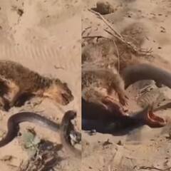 ਕਦੇ ਨਹੀਂ ਵੇਖੀ ਹੋਏਗੀ ਕੋਬਰਾ ਤੇ ਨਿਓਲੀ ਦੀ ਅਜਿਹੀ ਜੰਗ, ਕੋਬਰਾ ਡੰਗ ਮਾਰਨ ਲੱਗਾ ਤਾਂ ਨਿਓਲੇ ਨੇ ਛਾਲ ਮਾਰ ਕੇ ਗਰਦਨ ਫੜ ਲਈ, ਵੇਖੋ ਵਾਇਰਲ ਵੀਡੀਓ