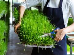 Animal Fodder Cultivation: खेत में जगह नहीं है तो सिर्फ पानी में उगायें पशुओं का चारा, घर पर लगायें हाइड्रोपॉनिक्स कंबाला