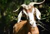 `GOAT என்றால் ஆடு இல்லை!’ - மாணவர்கள் கிண்டல் என நினைத்த ஆசிரியர்.. பெருமிதம் கொள்ள வைத்த மாணவர்கள்!