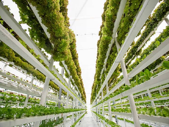 Learn Smart Farming on land, sky and walls in shortage of resources thorugh Israel Technique Vertical Farming: स्मार्ट खेती करना कोई इजराइल से सीखे, जमीन-आसमान तो छोड़िये, दीवारों पर भी उगा लेते हैं सब्जियां