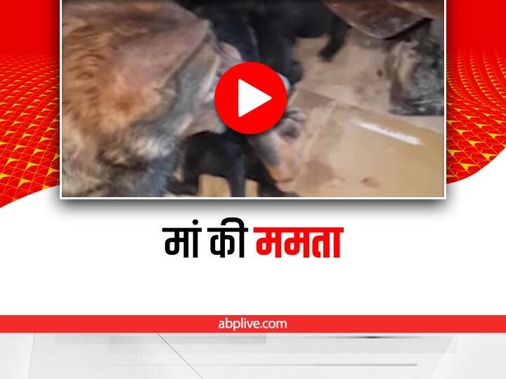 trending video showing a dog and a man saving a puppy got stuck in running drain goes viral on social media Watch: बहते नाले में जा फंसा कुत्ते का बच्चा, एक मां की तड़प देखकर यूजर्स की आंखें हुई नम