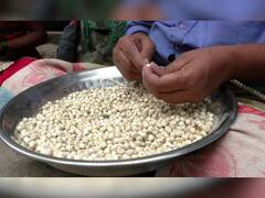 PHOTO: तुळशीची माळ आणि पांडुरंगाचं अतूट नातं!  चायना माळेपुढे खरी तुळशीमाळ कशी ओळखाल?