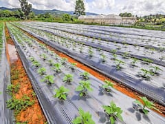 Plastic Mulching: पानी और पैसा दोनों बचायें, प्लास्टिक मल्चिंग लगाकर सब्जियां उगायें, 75% सब्सिडी भी मिलेगी