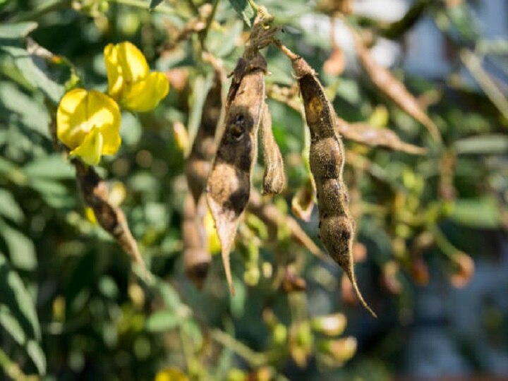 Arhar Cultivation: बारिश में बेहतरीन पैदावार देगी पूसा अरहर-16, जानें बुवाई का सही तरीका