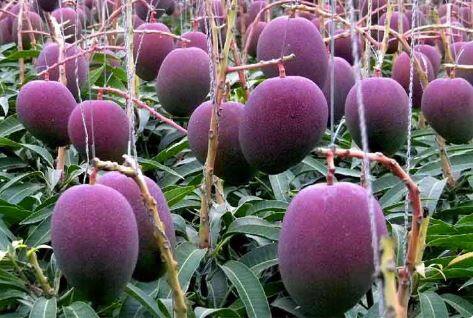 This is Rs 2.50 lakh per kg of mango, now it will be produced in Jabalpur ਇਹ ਹੈ 2.50 ਲੱਖ ਰੁਪਏ ਕਿੱਲੋ ਵਾਲਾ ਅੰਬ, ਹੁਣ ਇਸ ਦੀ ਜਬਲਪੁਰ 'ਚ ਹੋਵੇਗੀ ਪੈਦਾਵਾਰ