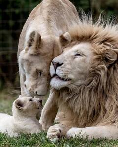 प्रेग्नेंसी के अनाउंसमेंट के बाद आलिया भट्ट ने शेयर कीं अपनी नई तस्वीरें, इस लुक में दिखीं एक्ट्रेस