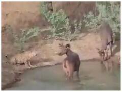 Watch: तेंदुए और हिरण ने एक साथ एक ही तालाब पर पिया पानी, इंसानियत को दिया संदेश