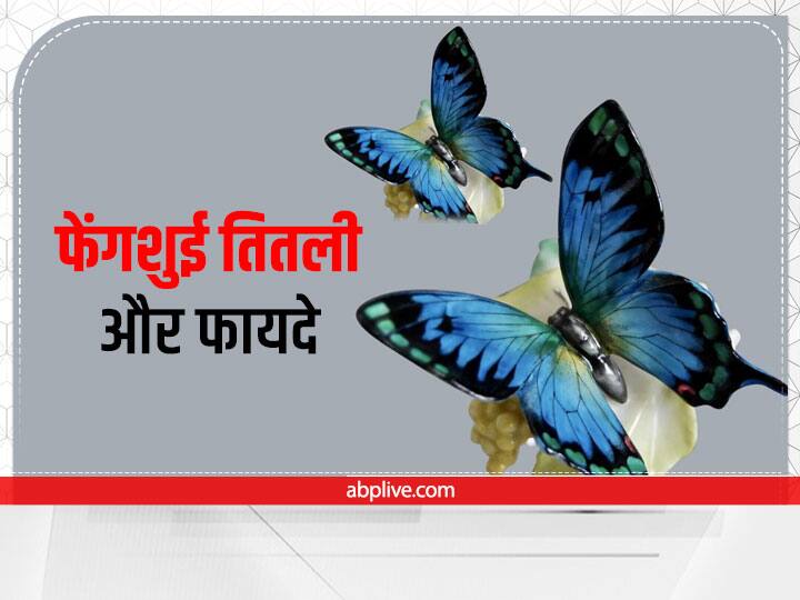 Feng Shui Butterfly picture of butterflies in even number on wall at home to make love life better Feng Shui Butterfly: ये तितली दूर करेगी लव लाइफ की अड़चने, घर में इस तरह से लगाएं