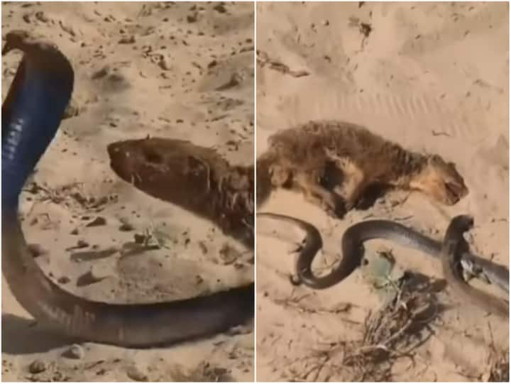 Mongoose attacked on snake till last breath video will make you cry Watch: नेवले ने अंतिम सांस तक सांप पर किया वार, रोंगटे खड़े कर देगा वीडियो