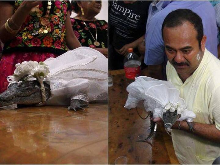 Mexican Mayor marries a CROCODILE and even seals the wedding with a KISS! Here’s why Crocodile : முதலையை மணந்து முத்தமிட்ட மேயர்.. இந்த அளவுக்கு லவ் எதுக்கு..? இதையும் படிங்க..