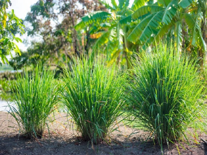 Herbal Farming: बंजर खेत से मिलेगी लाखों की कमाई, आज ही से शुरू करें लेमन ग्रास की खेती, यहां जानें पूरी प्रोसेस