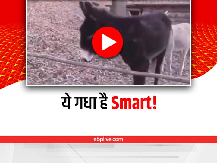 trending video showing donkey crossing the barrier by breaking it not by jumping unlike others goes viral Watch Smart Donkey: ये गधा, 'गधा' नहीं है, वीडियो देखकर आप भी यही बोलेंगे