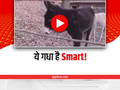 Watch Smart Donkey: ये गधा, 'गधा' नहीं है, वीडियो देखकर आप भी यही बोलेंगे