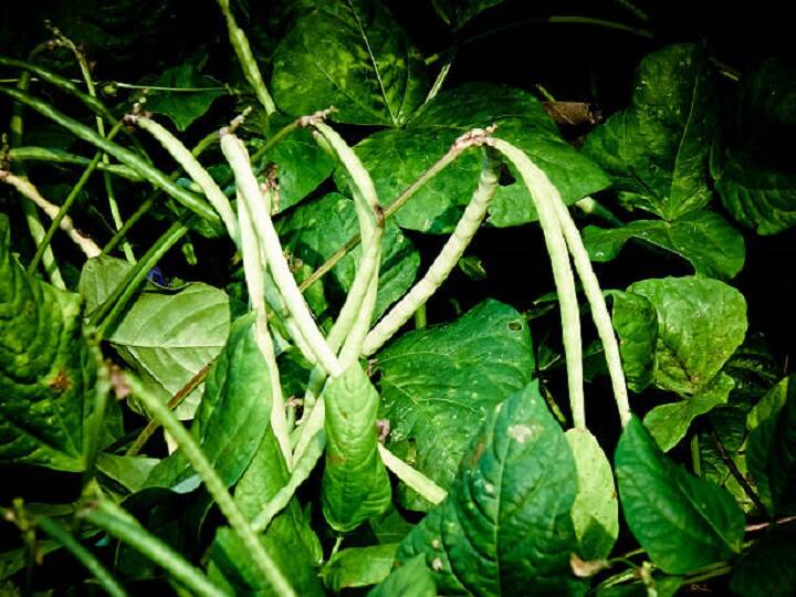 Best time for cowpea cultivation Know the Full process of Farming for better production Pulses Farming: लोबिया की खेती के लिये उत्तम समय, उन्नत बीजों के साथ खेत में डालें ये वाला उर्वरक