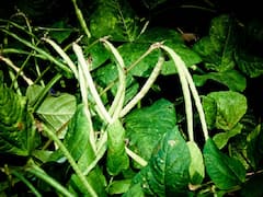 Pulses Farming: लोबिया की खेती के लिये उत्तम समय, उन्नत बीजों के साथ खेत में डालें ये वाला उर्वरक