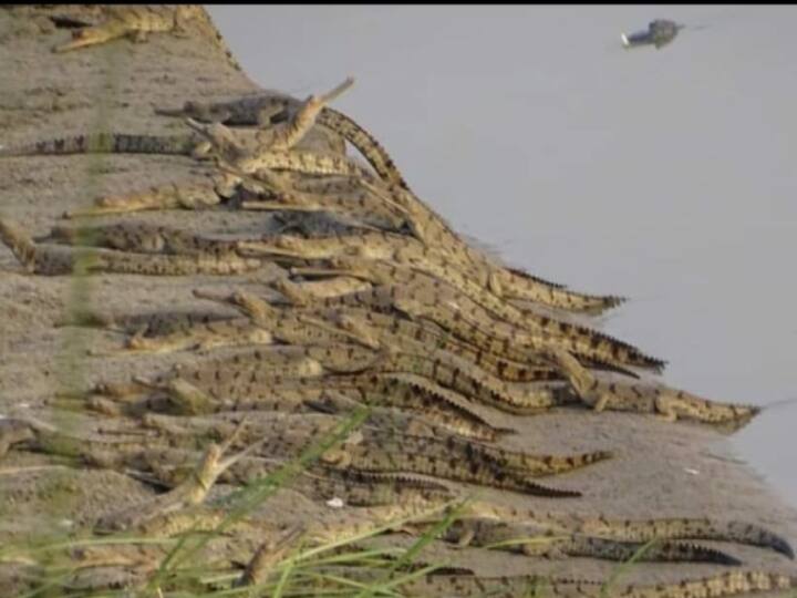 148 crocodiles children found in Gandak river of Valmiki Nagar ann Valmiki Tiger Reserve: गंडक नदी में मिले 148  घड़ियाल के बच्चे, रखरखाव को 140 किमी लंबा अधिवास क्षेत्र बनाने की पहल