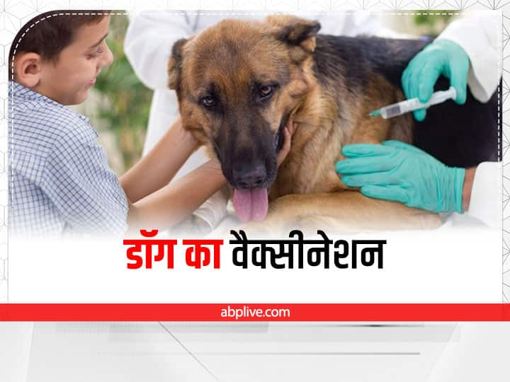 pet care tips dog vaccination dog care tips look after your puppy Pet Care: डॉगी पालने के शौकीन हैं तो अपने डॉग को जरूर लगवाएं ये वैक्सीन