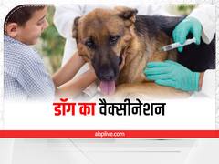 Pet Care: डॉगी पालने के शौकीन हैं तो अपने डॉग को जरूर लगवाएं ये वैक्सीन