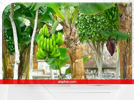 Vastu Tips For Banana Tree: घर में लगा रहें हैं केले का पेड़, इन बातों का रखें ध्यान Vastu Tips For Banana Tree: घर में लगा रहें हैं केले का पेड़, इन बातों का रखें ध्यान