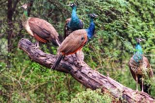 Forest Officer Post: फॉरेस्ट ऑफिसर बनना चाहते हैं तो यहां देखें योग्यता से सैलरी तक सारी डिटेल्स