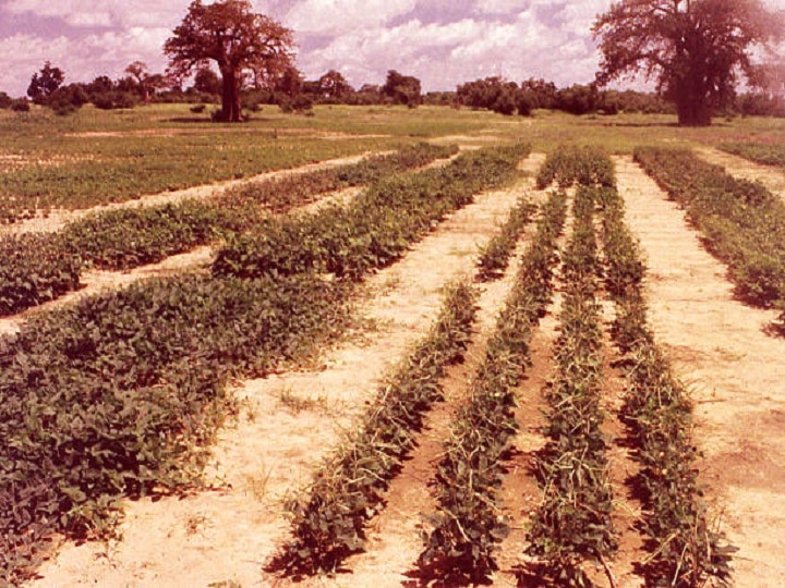 Pulses Farming: लोबिया की खेती के लिये उत्तम समय, उन्नत बीजों के साथ खेत में डालें ये वाला उर्वरक