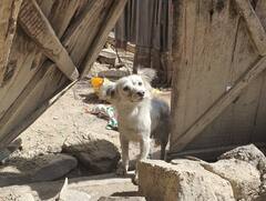 ਅਫ਼ਗ਼ਾਨਿਸਤਾਨ ਭੂਚਾਲ `ਚ ਖ਼ਤਮ ਹੋਇਆ ਪੂਰਾ ਪਰਿਵਾਰ, ਪਾਲਤੂ ਕੁੱਤਾ ਪਰਿਵਾਰ ਵਾਲਿਆਂ ਦਾ ਕਰ ਰਿਹਾ ਇੰਤਜ਼ਾਰ