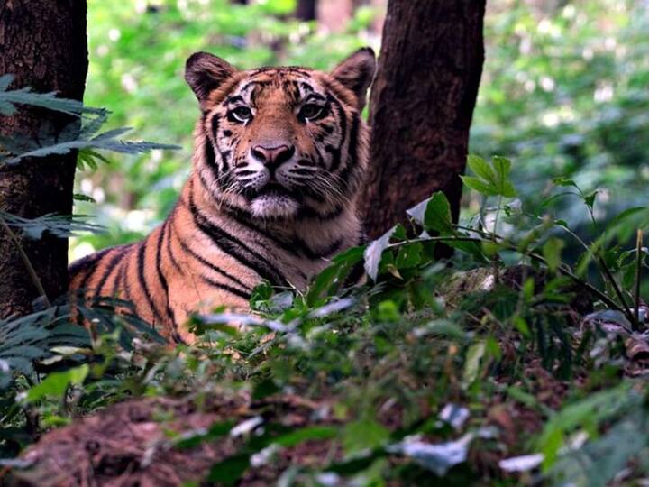 Interesting findings of tiger tracking, Know Details here Tracking Tigers: పులులు దొరక్కుండా ఎలా తప్పించుకుంటాయ్, వాటిని ఎలా ట్రాక్ చేస్తారు?