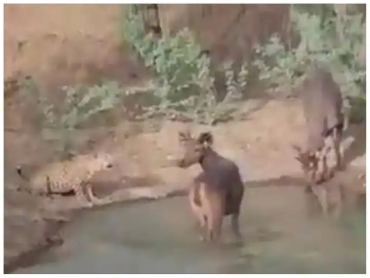 Watch: ਚੀਤੇ ਤੇ ਹਿਰਨ ਨੇ ਇੱਕੋ ਛੱਪੜ 'ਚ ਪੀਤਾ ਪਾਣੀ, ਦਿੱਤਾ ਇਨਸਾਨੀਅਤ ਨੂੰ ਸੁਨੇਹਾ
