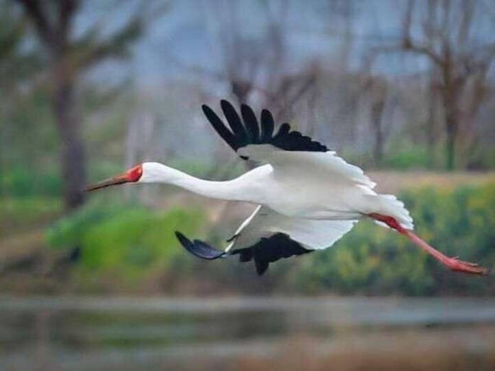 Gujarat sarus crane bird egg was broken by wild pig people were taking care for 55 days Gujarat News: सारस क्रेन पक्षी के अंडे को जंगली सूअर ने तोड़ा, 55 दिनों से लोग कर रहे थे निगरानी, गांव में मातम