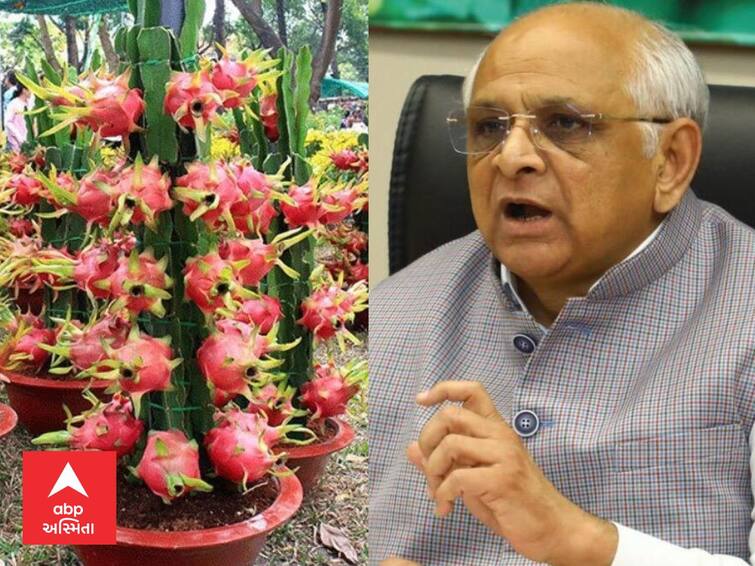 Gujarat government has made a big announcement for the farmers who cultivate dragon fruit Dragon Fruit :  ડ્રેગન ફ્રૂટની ખેતી કરતા ખેડૂતો માટે ગુજરાત સરકારે કરી મોટી જાહેરાત, જાણો શું છે સમાચાર