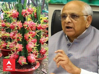 Dragon Fruit :  ડ્રેગન ફ્રૂટની ખેતી કરતા ખેડૂતો માટે ગુજરાત સરકારે કરી મોટી જાહેરાત, જાણો શું છે સમાચાર