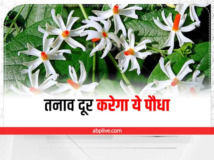 Vastu tips Harsingar plant benefit to keep parijat plant in direction at home Harsingar Plant Benefit: घर के इस कोने में लगाएं हरसिंगार का पौधा, जानें खासियत और फायदे
