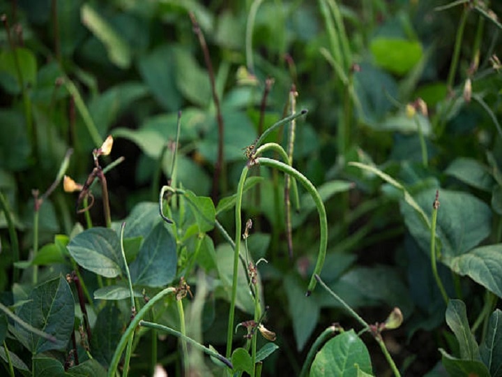 Pulses Farming: लोबिया की खेती के लिये उत्तम समय, उन्नत बीजों के साथ खेत में डालें ये वाला उर्वरक